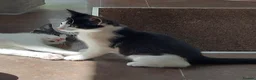 Domestic Shorthair cats for adoption: Parmesan & Mozzarella, 4 month old kitten pair - Advert 2