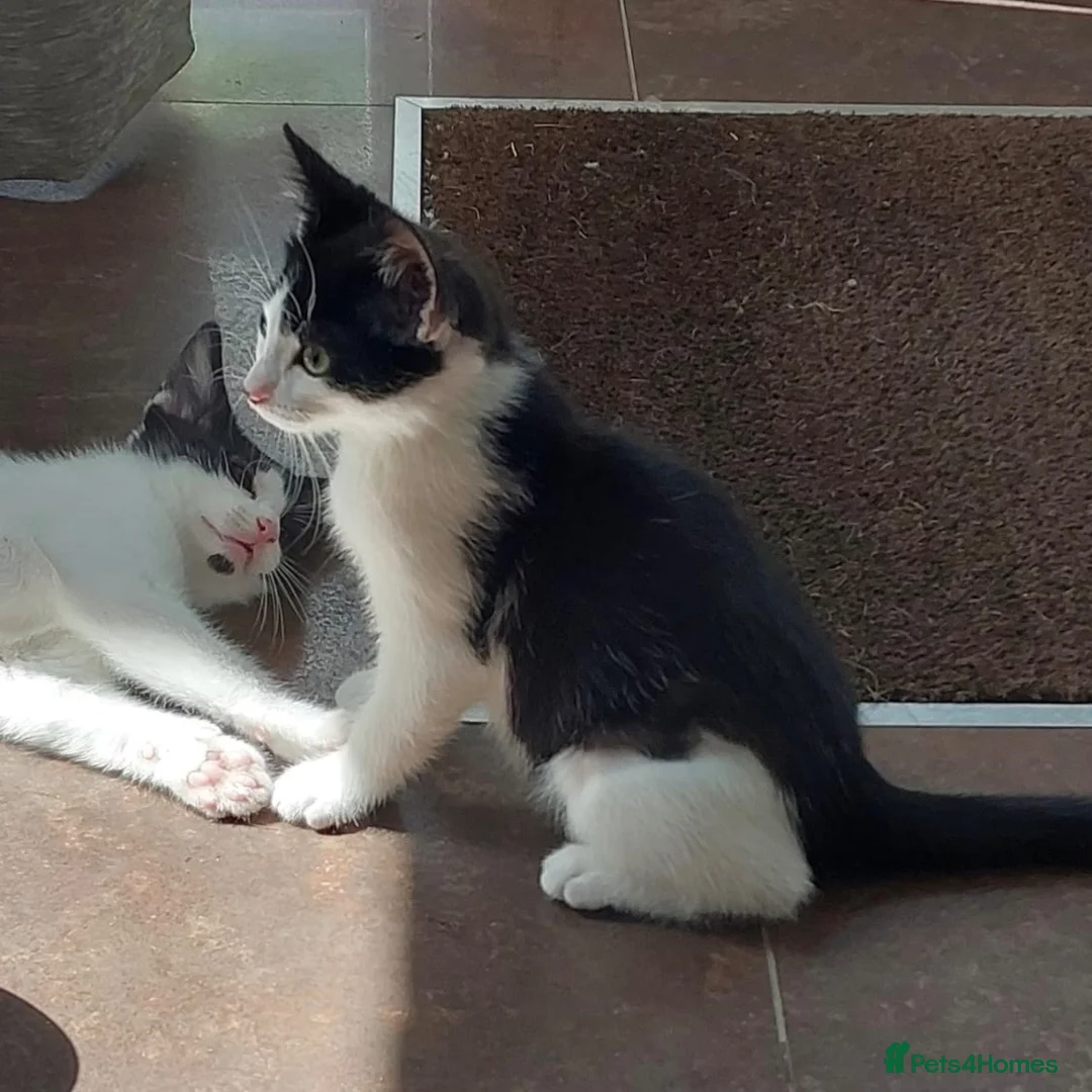 Domestic Shorthair cats for adoption: Parmesan & Mozzarella, 4 month old kitten pair - Advert 2