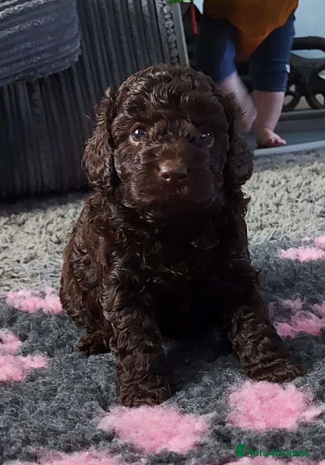 Toy Poodle dogs for stud: *KC Reg'd Toy Poodle Stud Dog*DNA Tested Clear* in Leyland - Advert 22