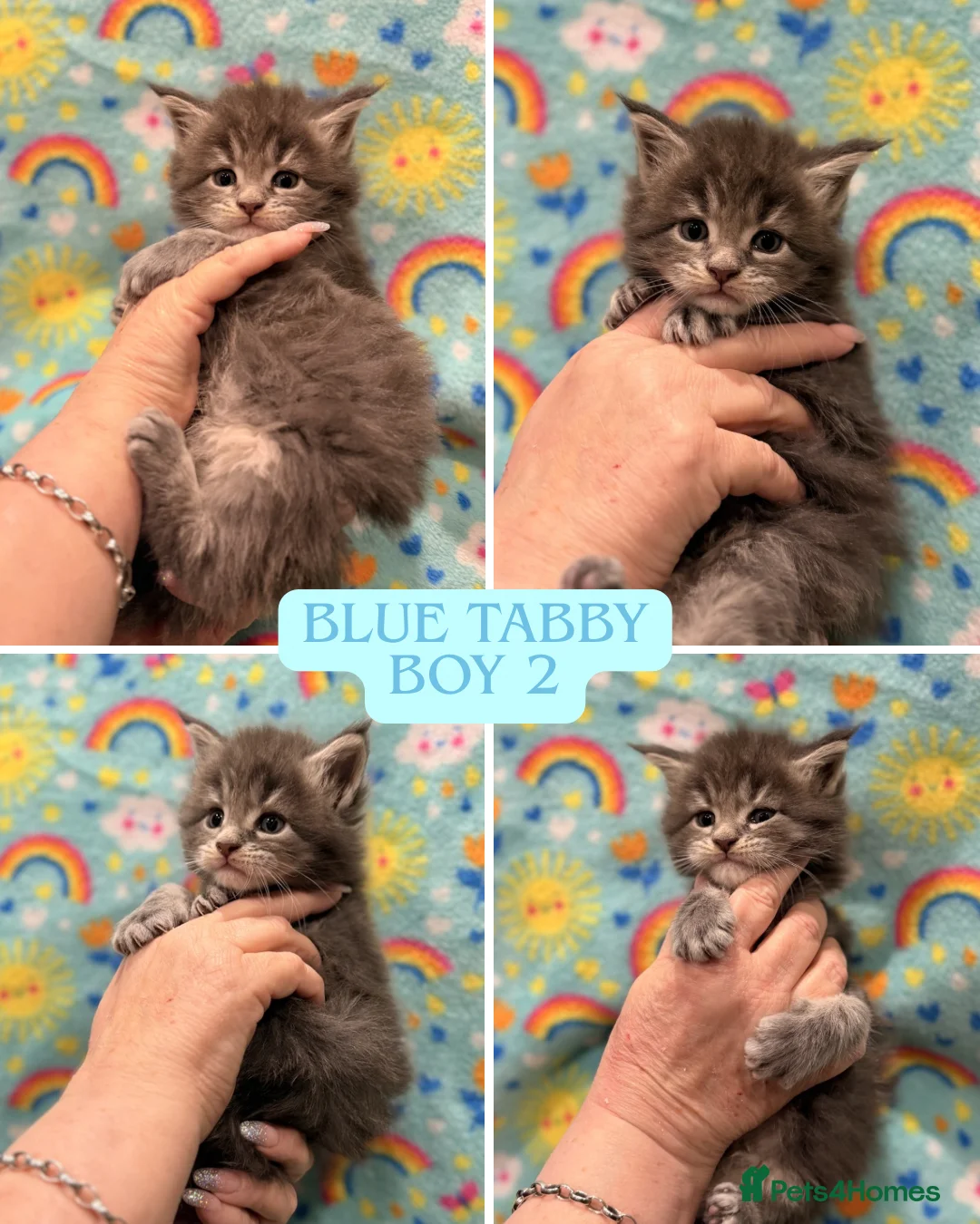 Maine Coon cats for sale: TICA REG MAINE COON KITTENS - Advert 6