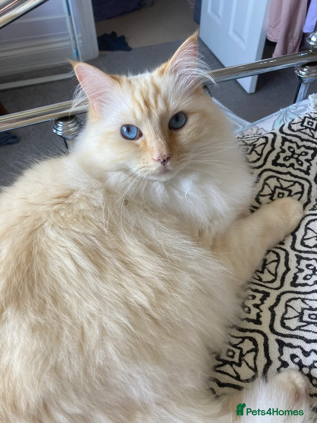 Ragdoll cats for sale: 2 ragdoll 8 year old brothers - Advert 10