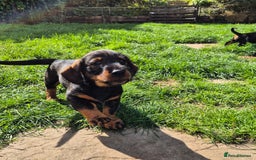 Mixed Breed dogs for sale: Wire Haired Daschund x Rottweiler  - Image 18