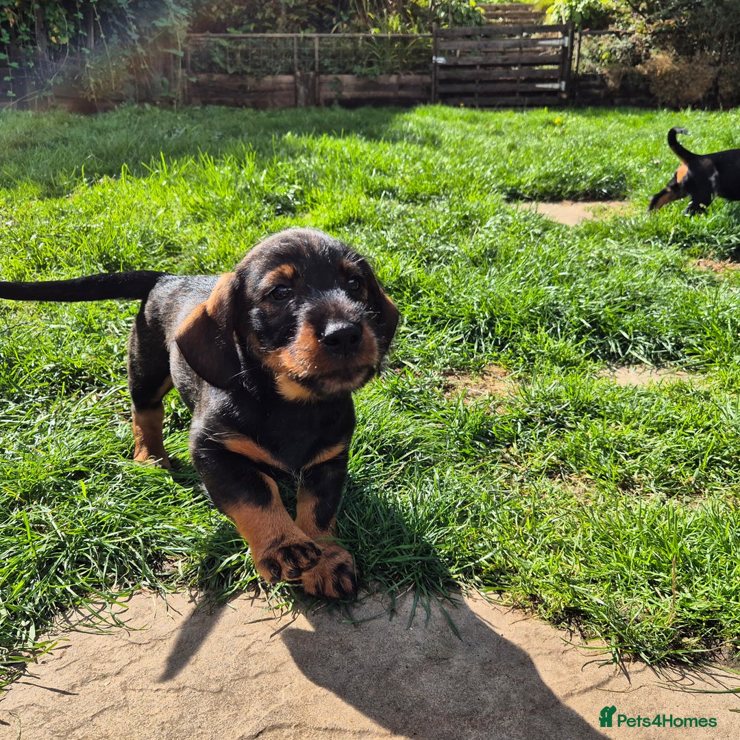 Mixed Breed dogs for sale: Wire Haired Daschund x Rottweiler  - Image 18