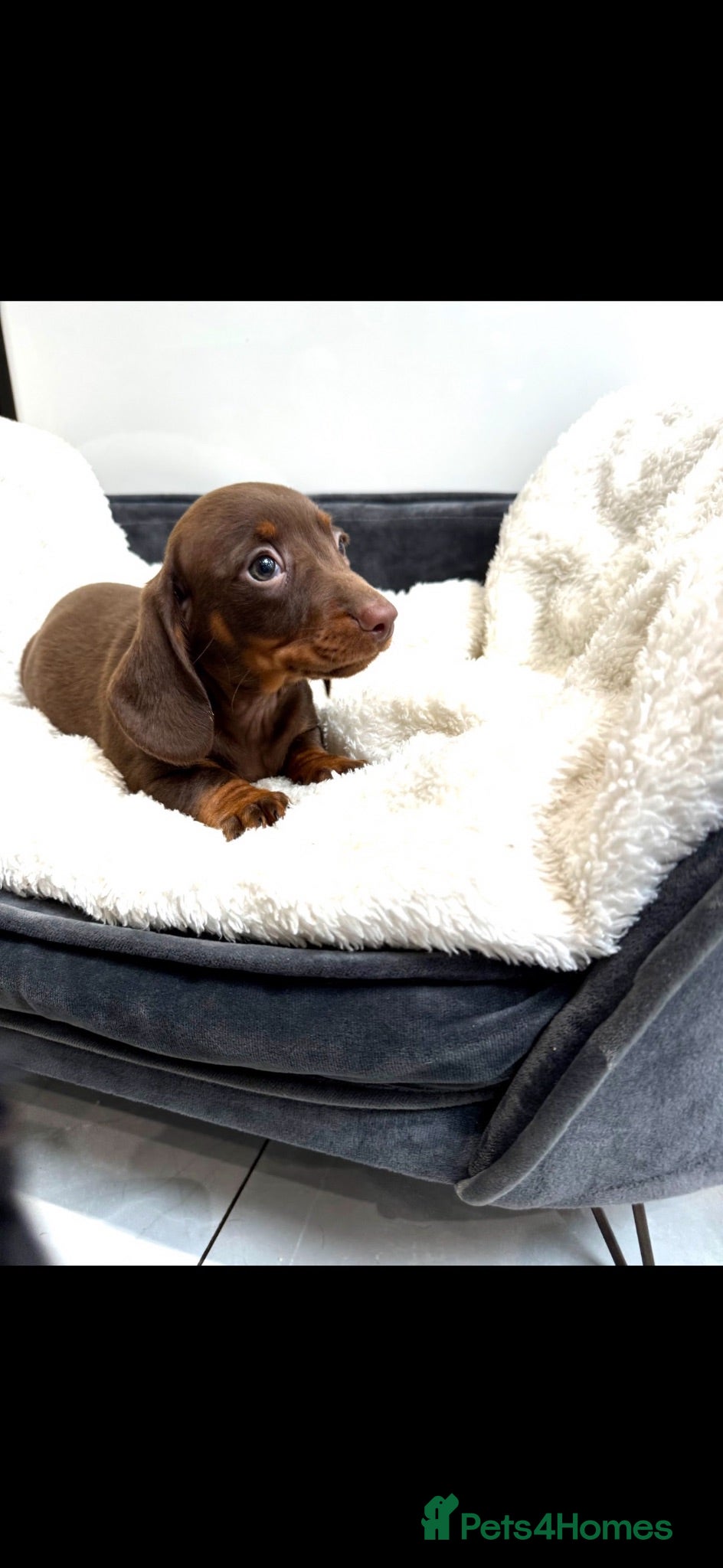 Miniature Dachshund dogs Miniature dachshund  - Advert 8