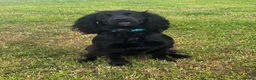 Cocker Spaniel dogs for stud: Black, Compact KC Registered Cocker Spaniel - Advert 4