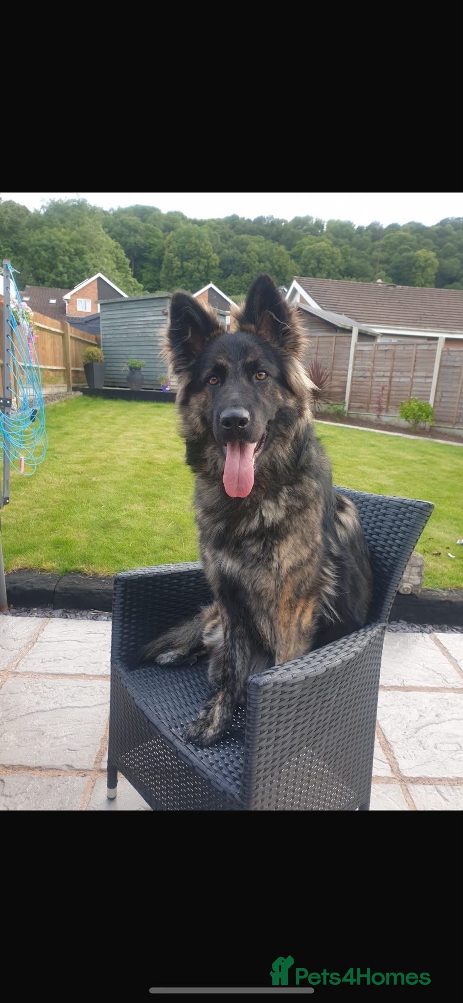 German Shepherd dogs The perfect premade family Dog - Advert 2