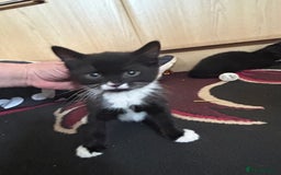 British Shorthair cats for sale: 3 Beautiful kittens  - Image 5