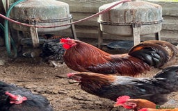 Hens poultry for sale: 10 Laying hens for sale - Image 4