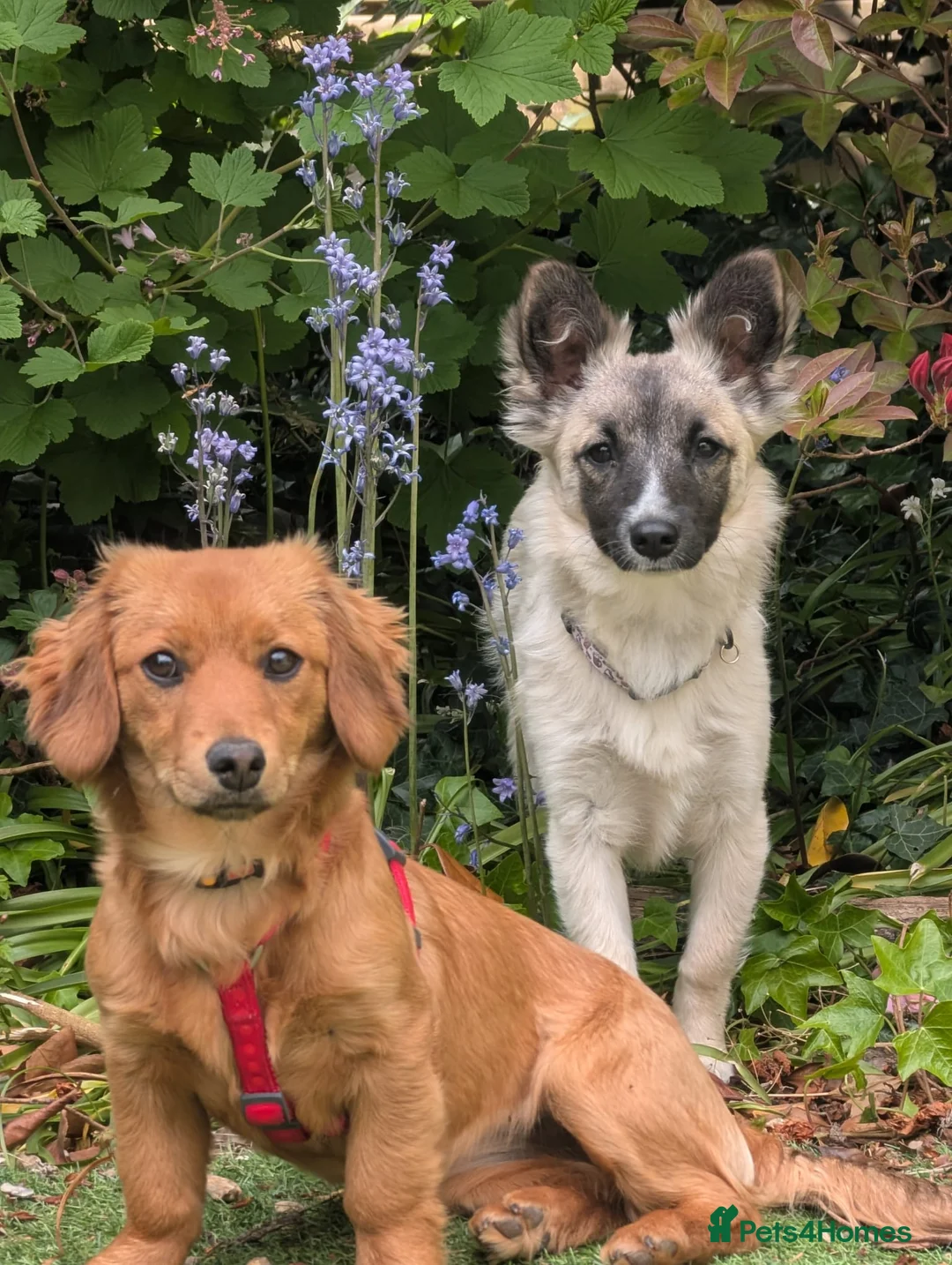 Mixed Breed dogs for adoption: ❤️CANDY & ESMERALDA❤️ TWO LITTLE DELICATE SOULS in Liverpool - Advert 1