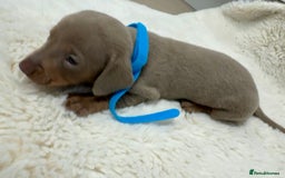 Miniature Dachshund dogs for sale: Miniature dachshund puppies - Image 6