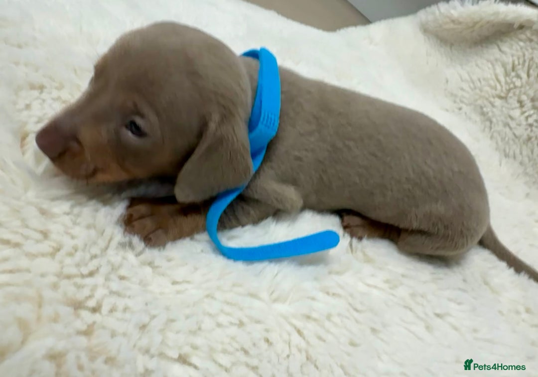 Miniature Dachshund dogs for sale: Miniature dachshund puppies - Image 6