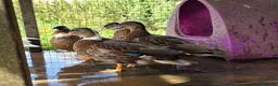 Ducks poultry for sale: Male call ducks  - Advert 6