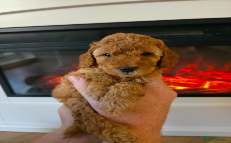 Cockapoo dogs - Advert 1