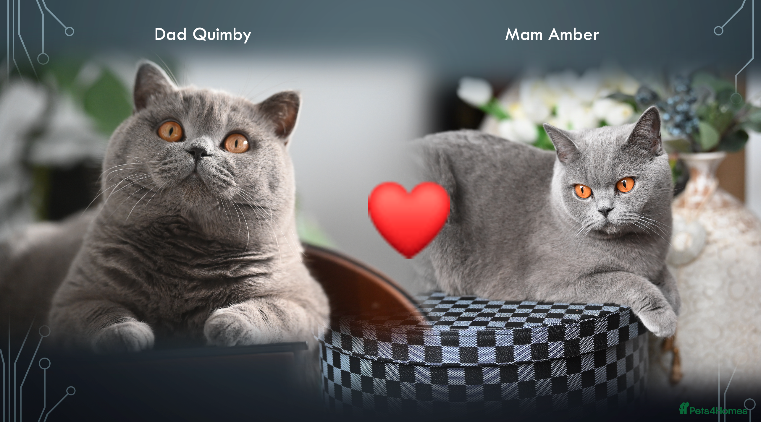 Grey Chartreux Cat Breeds Cat Breeds British Grey Cat Cat Breeds