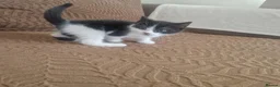 Mixed Breed cats for sale: Beautiful kittens READY TODAY  - Advert 17