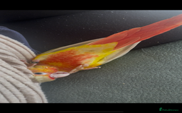 Conures birds for sale: Handtame 2 bonded conures - Image 11