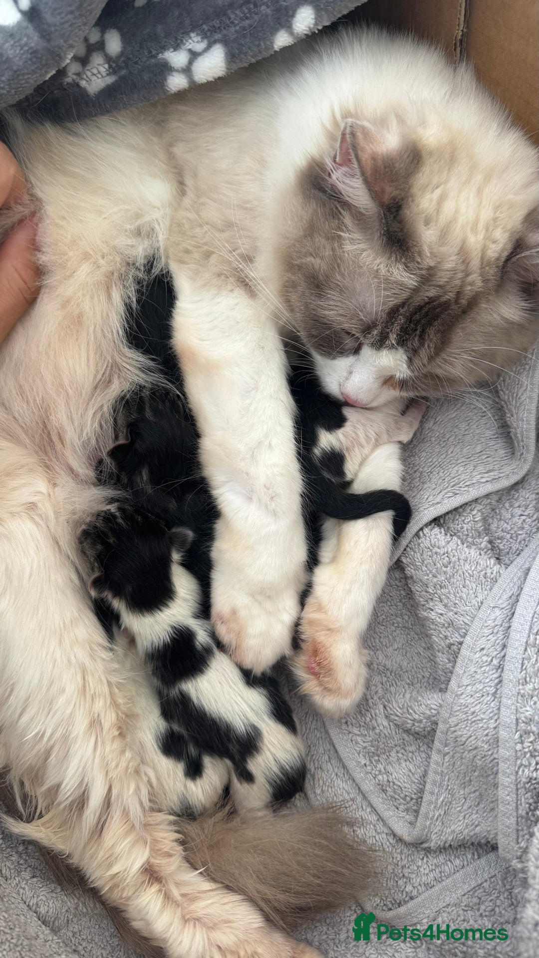 Ragdoll cats for sale: Ragdoll x tuxedo polydactyl kittens  - Image 6