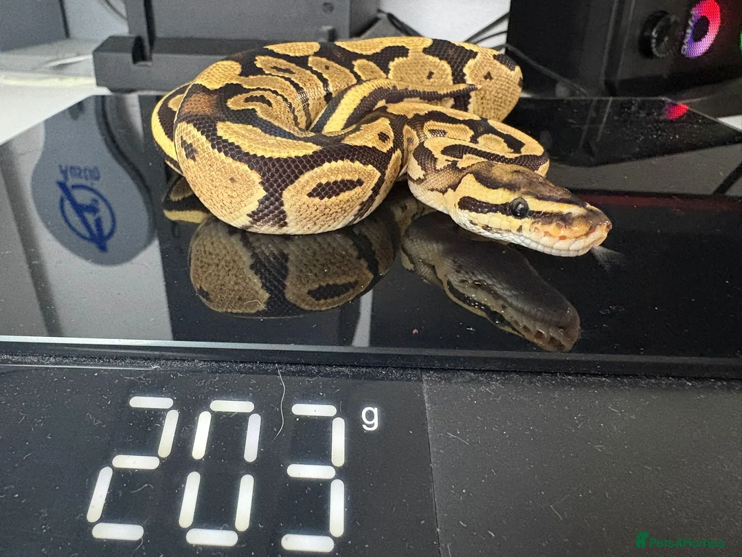 Python Snake reptiles for sale: Ball pythons for sale.  - Advert 10