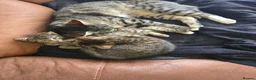 Domestic Shorthair cats for sale: 5 beautiful tabby kittens for Sale!!! - Advert 18