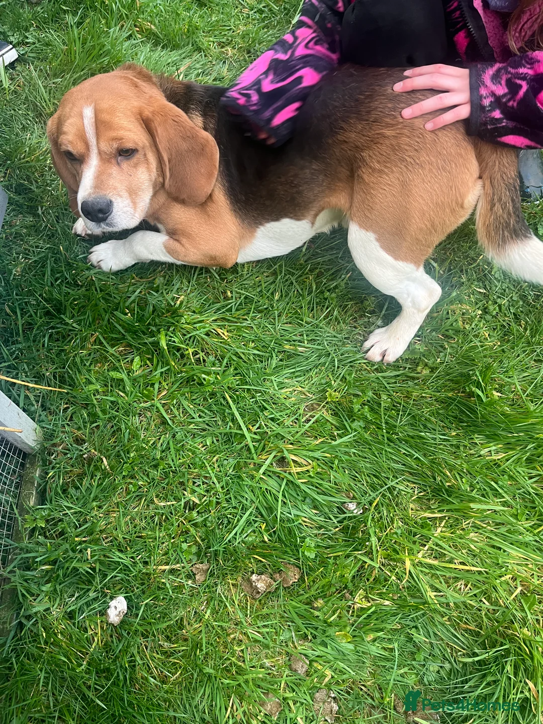 Beagle dogs for sale: Pedigree Beagle Puppies – Ready 7th February 2026  - Advert 16