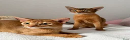 Abyssinian cats for sale: 2 Abyssinian Tica kittens girls  - Advert 7