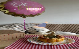 Maltese dogs for sale: London | Maltese Puppies Born on September 18th  - Image 4