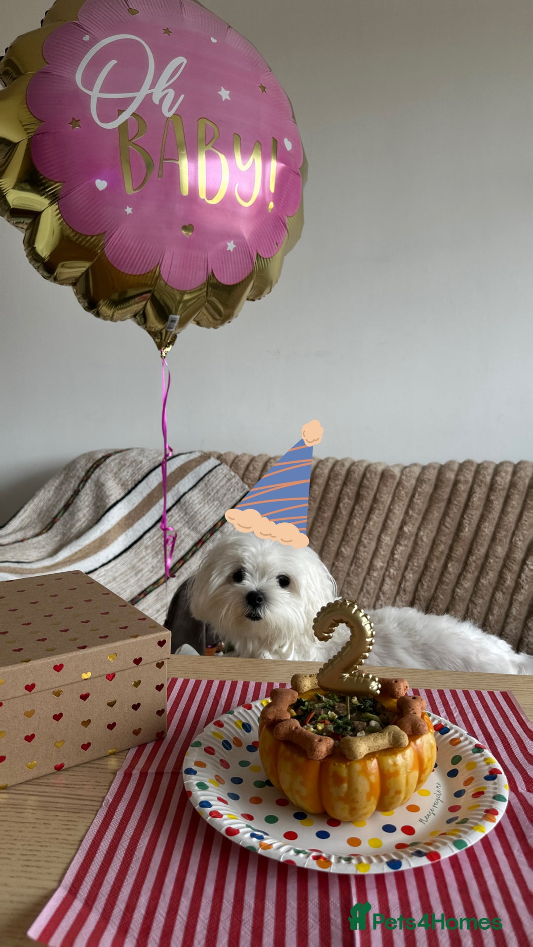 Maltese dogs for sale: London | Maltese Puppies Born on September 18th  - Image 4