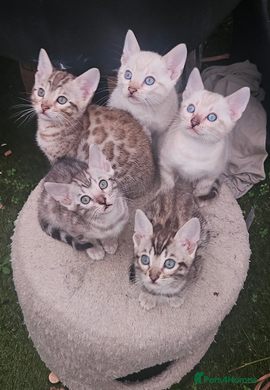 Bengal cats for sale: Bengal kittens  - Advert 15