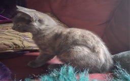 Mixed Breed cats for sale: Charming Cheeky Chunky  Bengal X Kittens. - Image 14