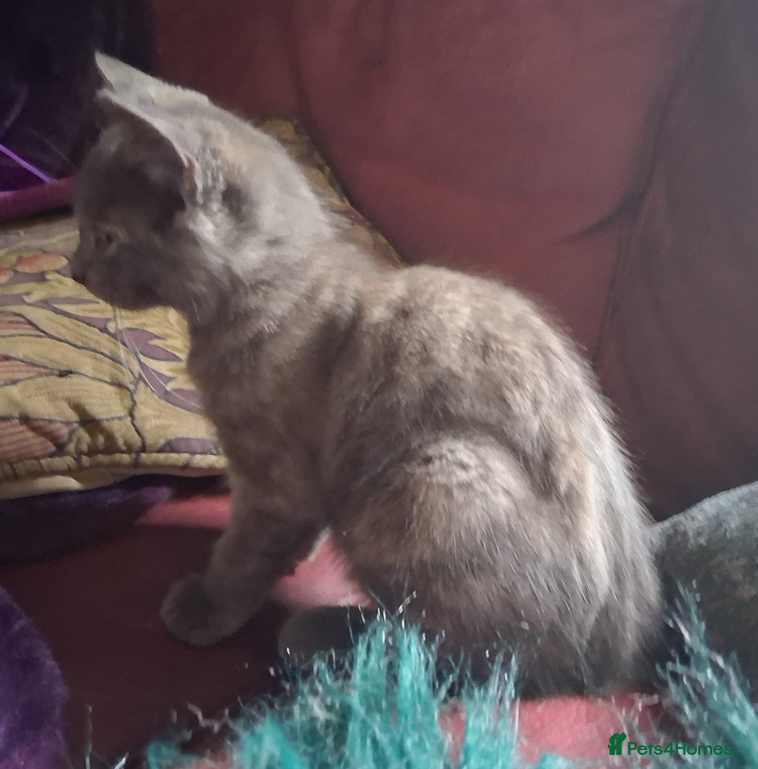 Mixed Breed cats for sale: Charming Cheeky Chunky  Bengal X Kittens. - Image 14