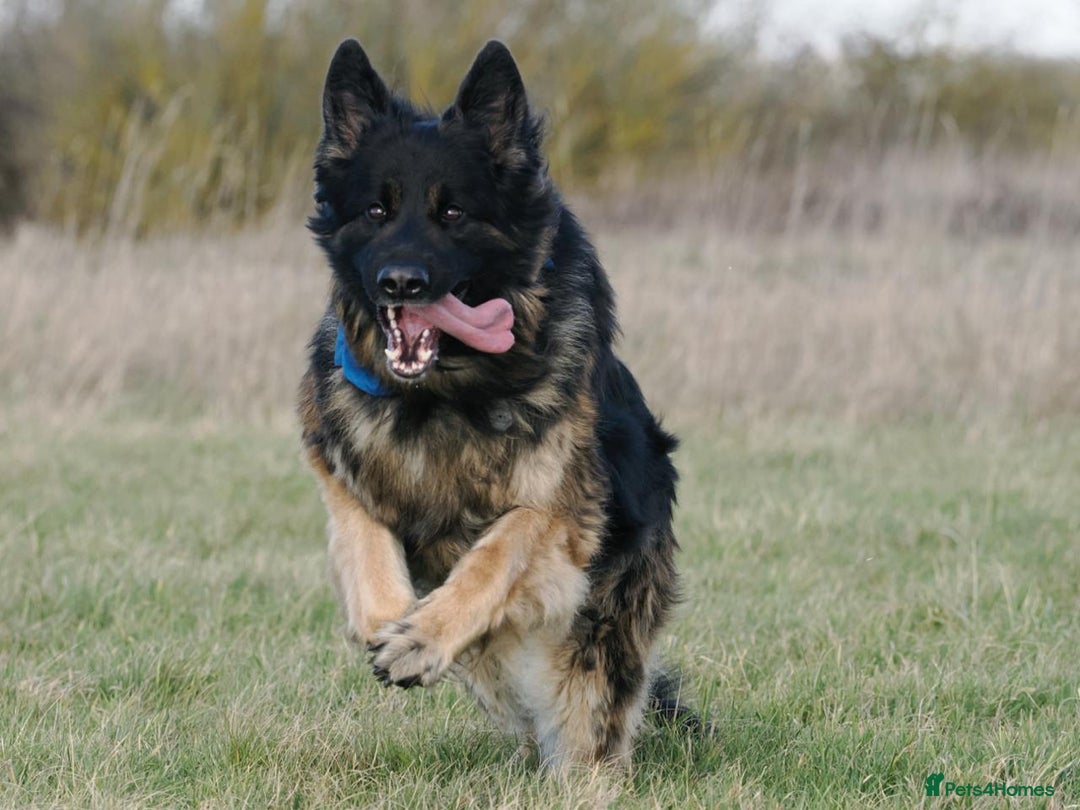 German Shepherd dogs for stud: Beautiful KC registered German Sheperd in Oakham - Image 2