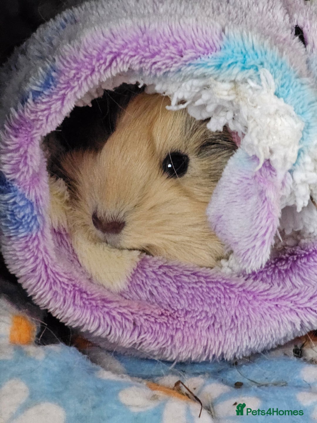 Guinea Pig rodents for sale: 2 Female Guinea Pigs  - Advert 7