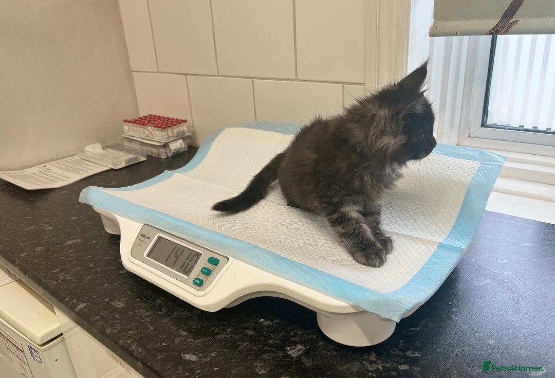 Maine Coon cats for sale: 5 Generation pedigree BLACK SMOKE kittens  - Image 40