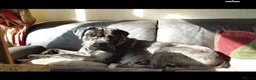 Cane Corso dogs for sale: READY NOW! 4 Female Cane Corso puppies for sale  - Advert 4