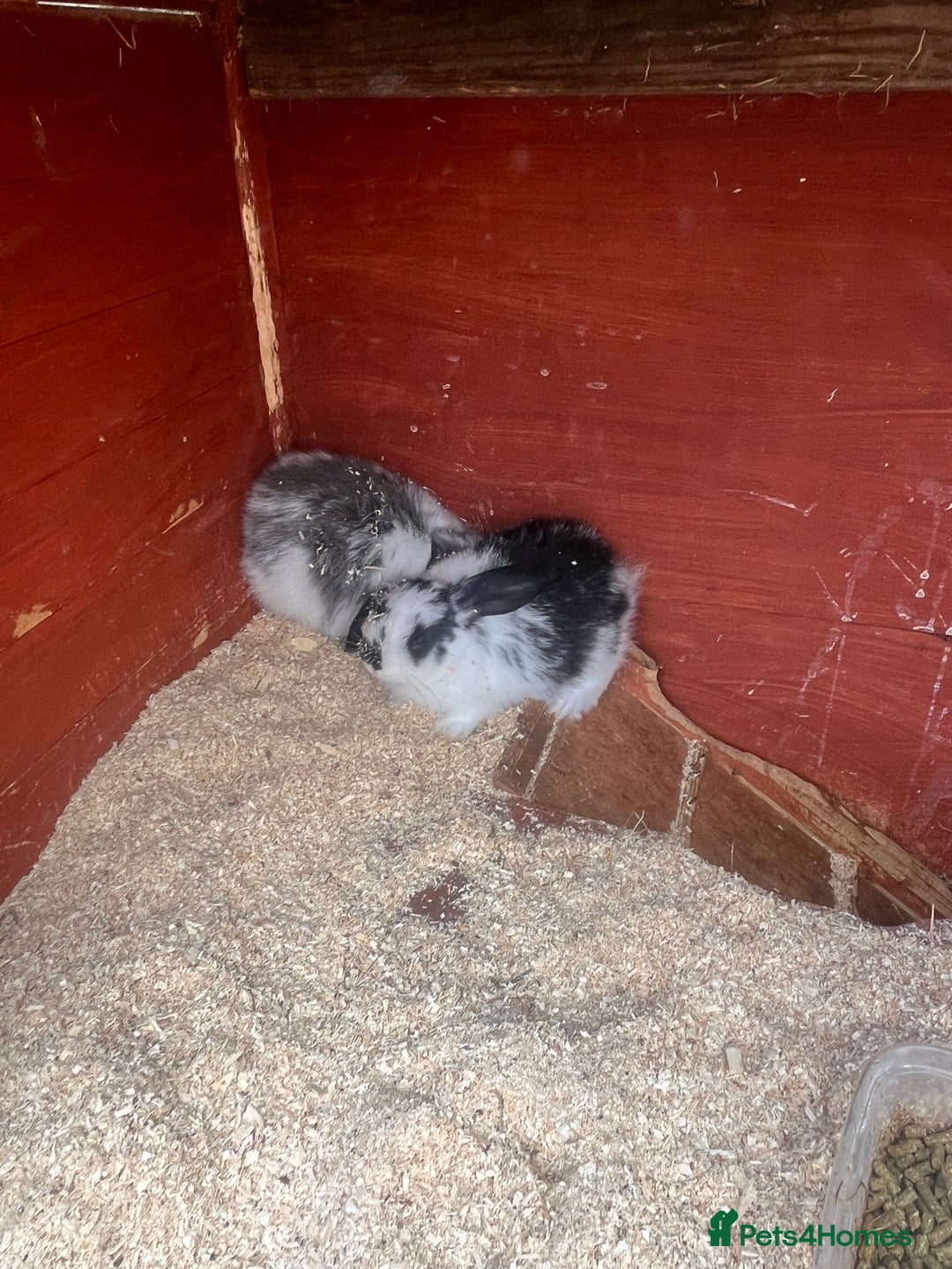 English Lop rabbits for sale: Beautiful bunnies in Pontefract - Image 20