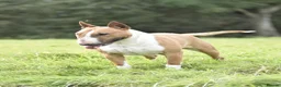 Miniature Bull terrier dogs for sale: Ready to leave!Top quality mini bull terrier pups  - Advert 16