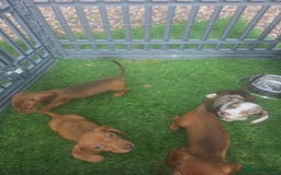 Miniature Dachshund dogs for sale: 4 gorgeous miniature daschunds - Image 1