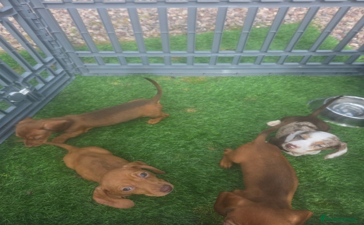 Miniature Dachshund dogs - Advert 1