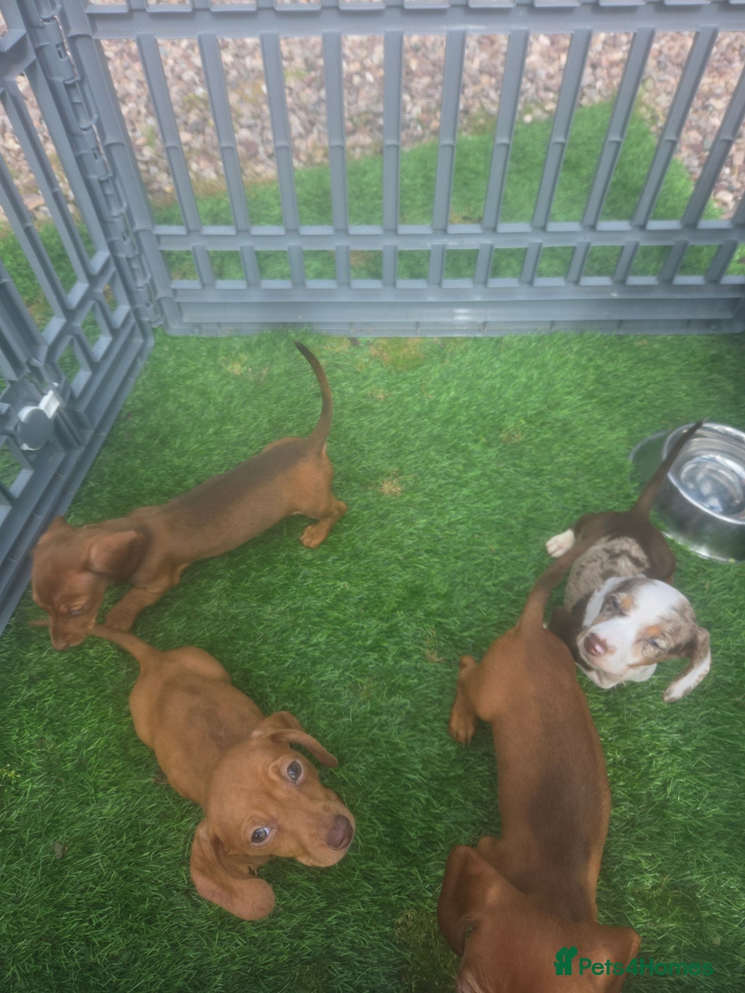 Miniature Dachshund dogs for sale: 4 gorgeous miniature daschunds - Image 1