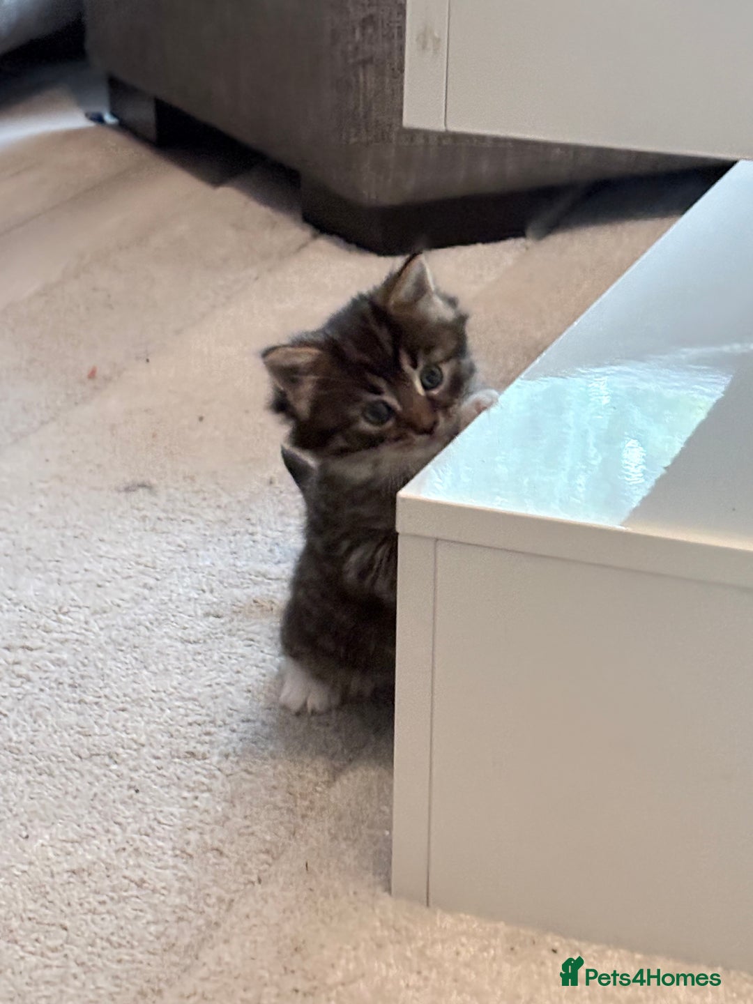 Mixed Breed cats for sale: Beautiful mix breed kittens - Advert 15