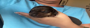 Pup 1 - Female 