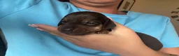 Mixed Breed dogs for sale: JR x Dachshund Puppies  - Advert 16
