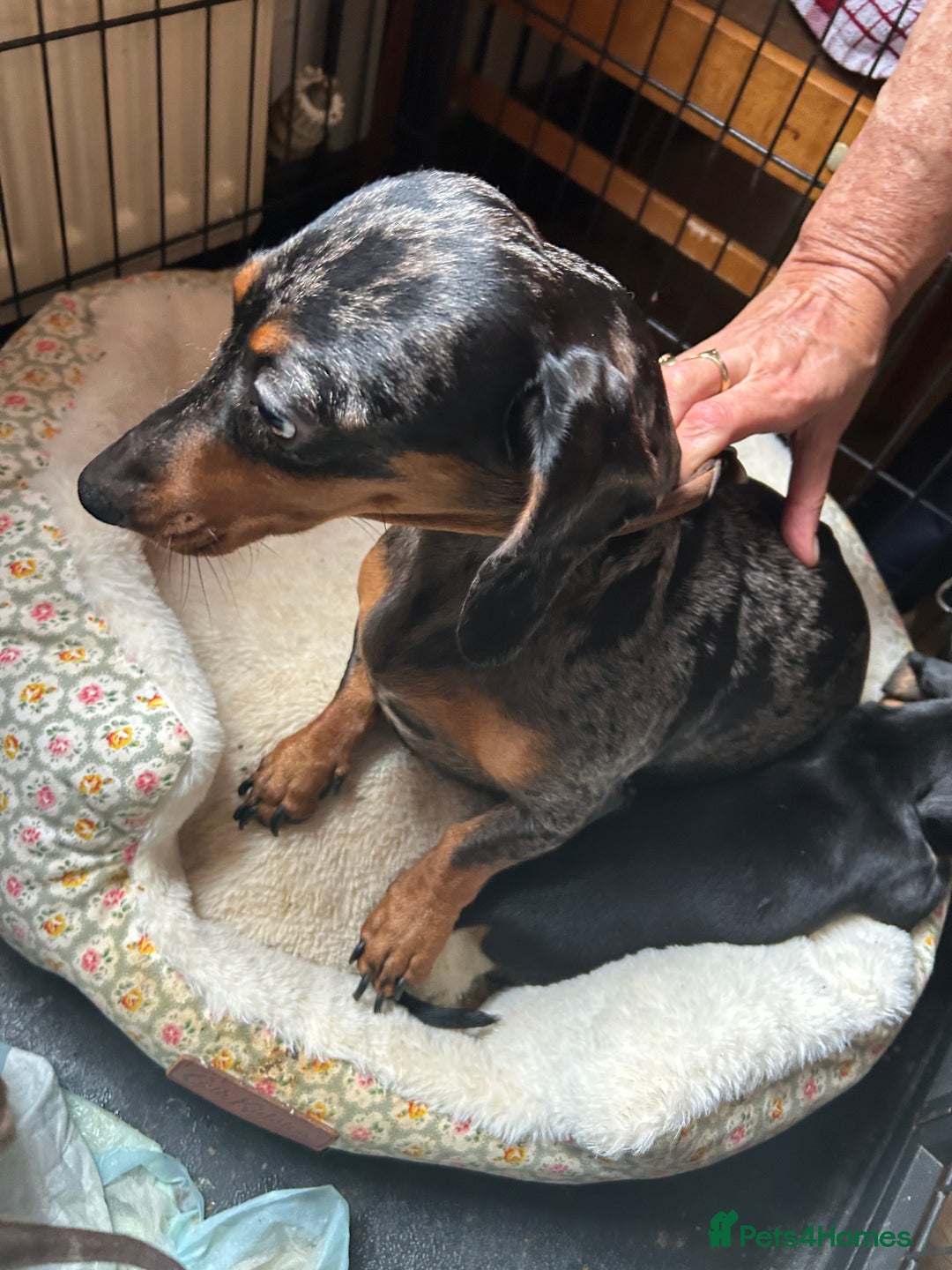 Miniature Dachshund dogs for sale: Miniature dachshund puppies  - Image 11