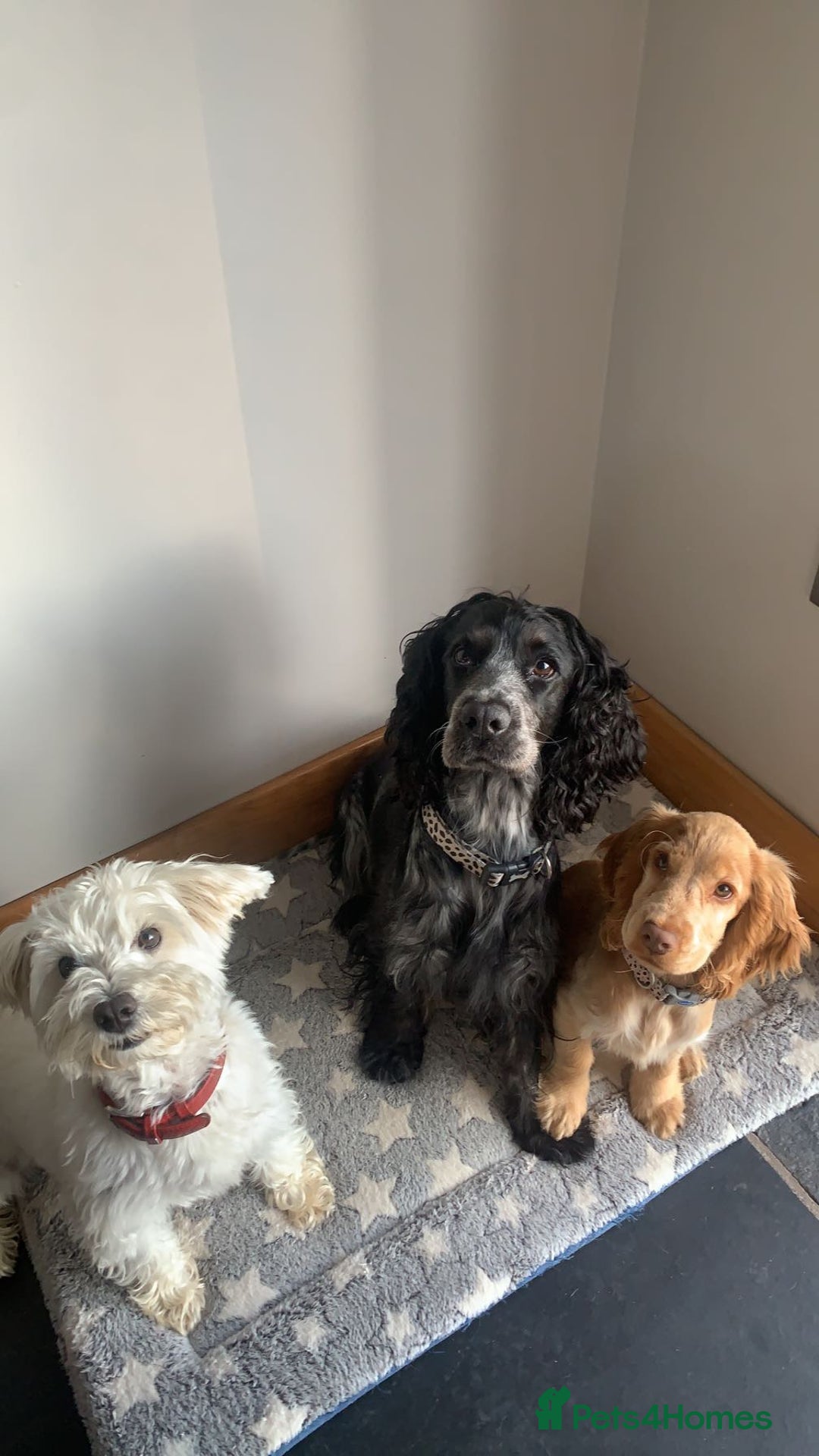 Cocker Spaniel dogs for sale: Show Cocker Spaniel - Advert 12