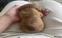 Dachshund dogs for sale: Dachshund tweenies for sale - Image 29