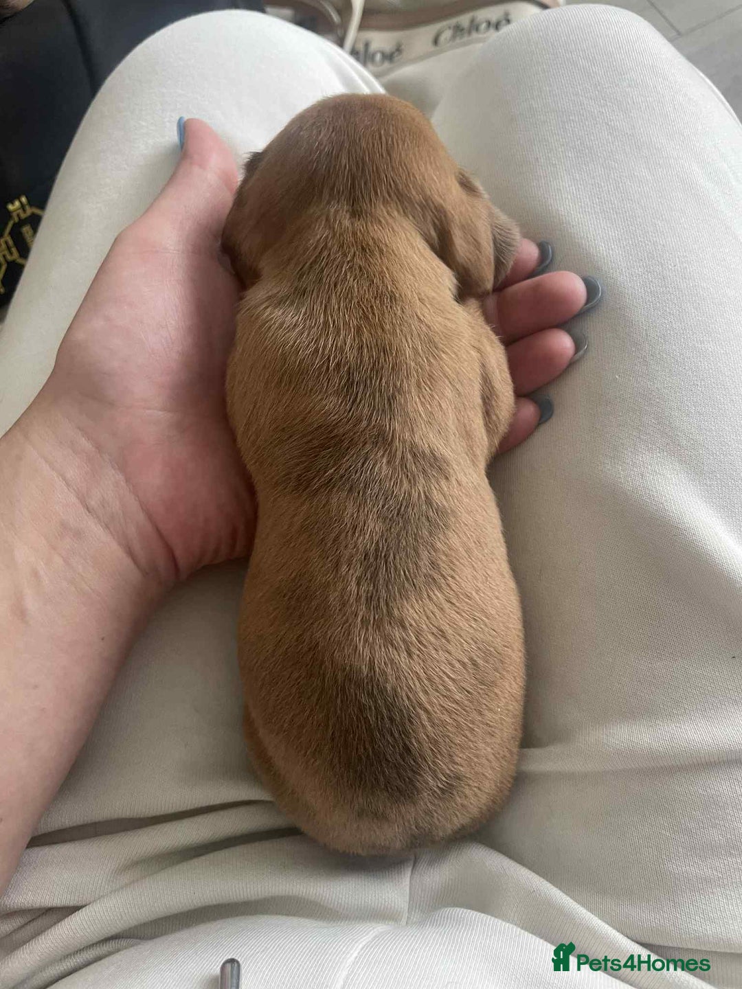 Dachshund dogs for sale: Dachshund tweenies for sale - Image 29