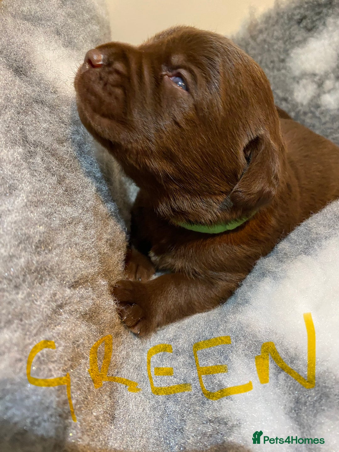 Labrador Retriever dogs for sale: Chocolate Labrador puppies - Advert 20