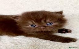 British Longhair cats for sale: Excellent show class kittens  - Image 8