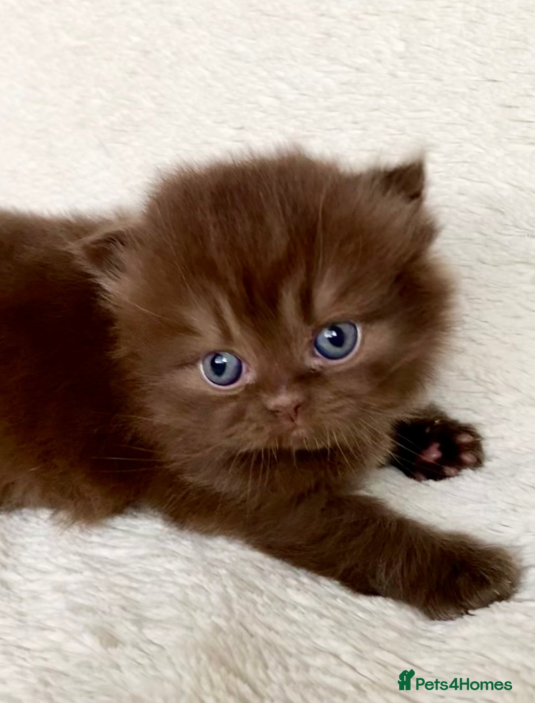British Longhair cats for sale: Excellent show class kittens  - Image 8