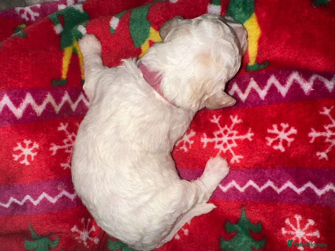 Cavapoochon dogs for sale: Cavapoochon! Our December Reindeer Litter!  - Image 24